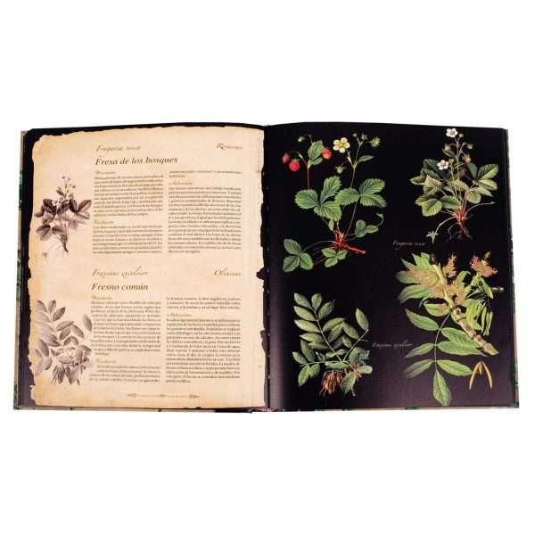 Atlas Ilustrado Plantas Silvestres e Infusiones Curativas - Imagen 3