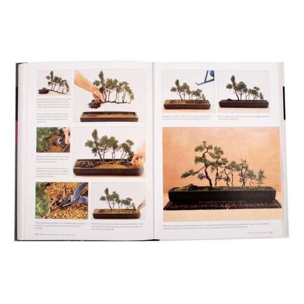 Bonsai, Guía Práctica Completa - Imagen 2