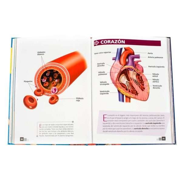 El Cuerpo Humano en 3D - Imagen 4