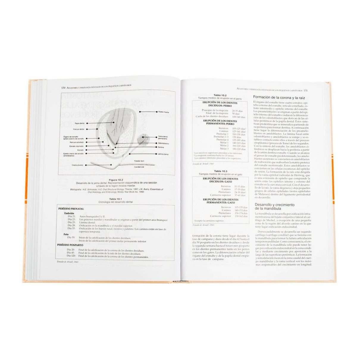 Manual de Odontología - Imagen 3