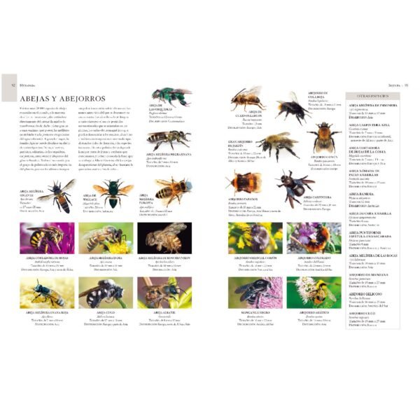 Enciclopedia Ilustrada de Micro Animales - Imagen 3