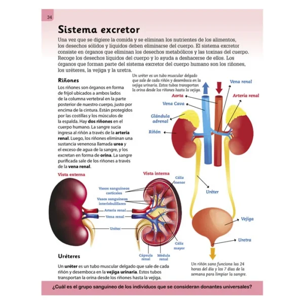 Enciclopedia Ilustrada Cuerpo Humano - Imagen 2